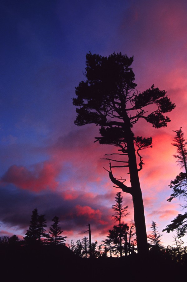 white pine by David J Tilley